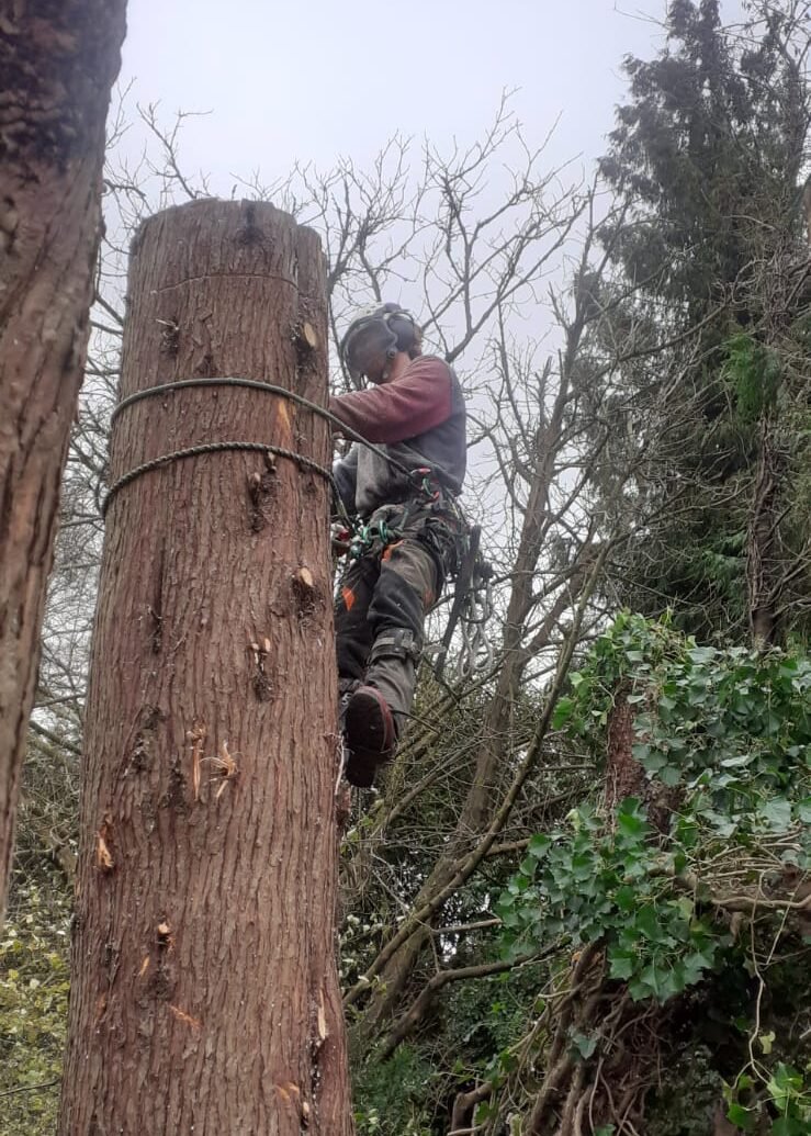 Tree Removal