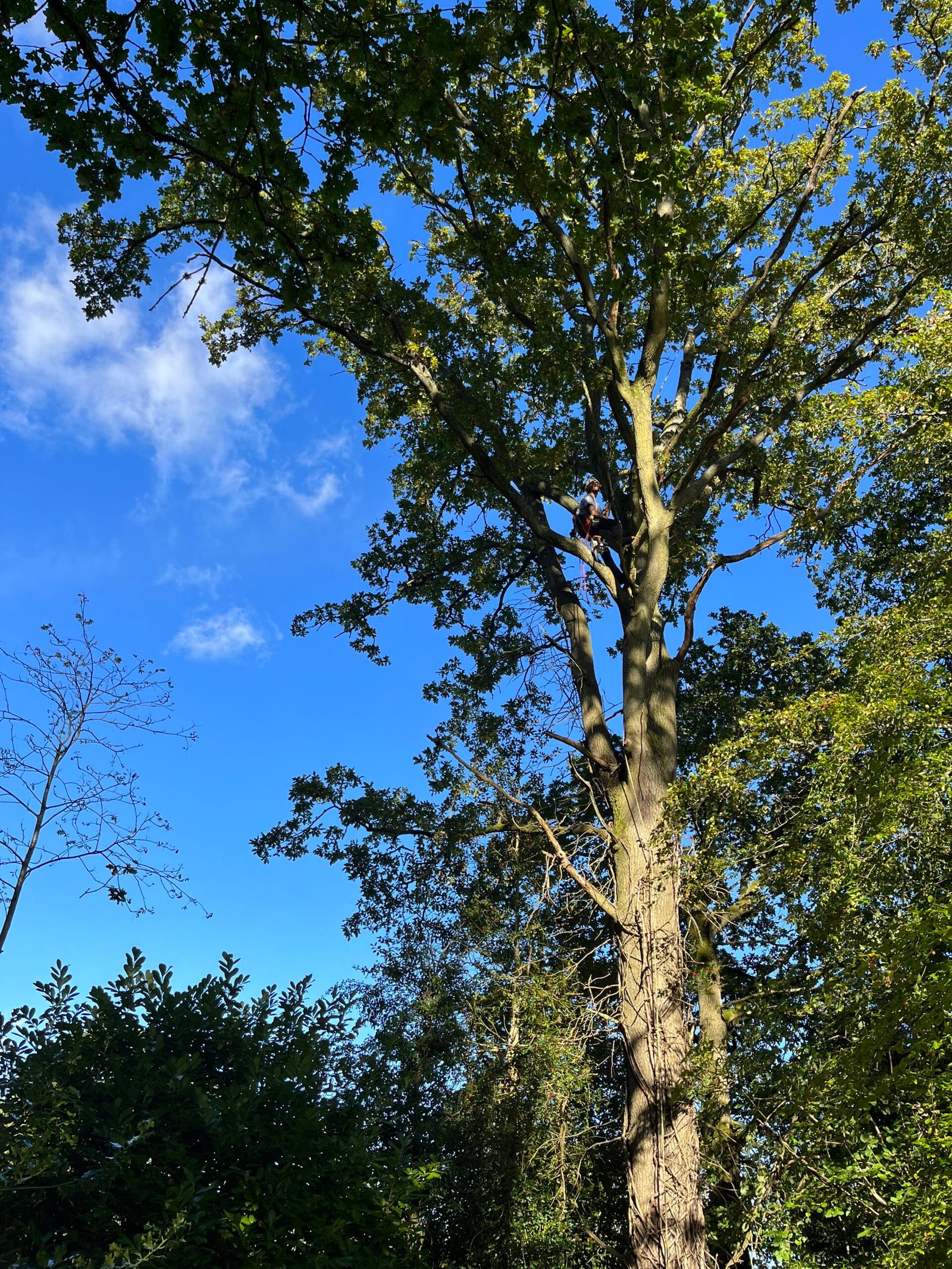 Canopy Thinning