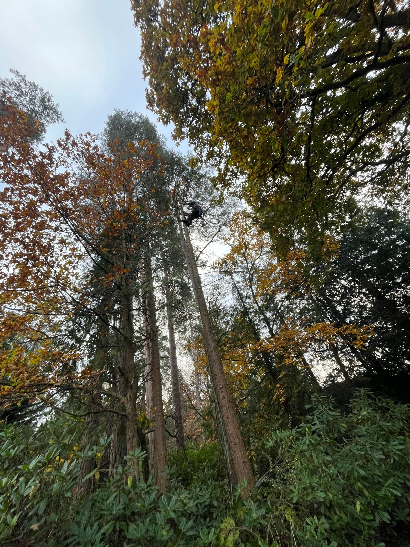 Haydon Tree Care