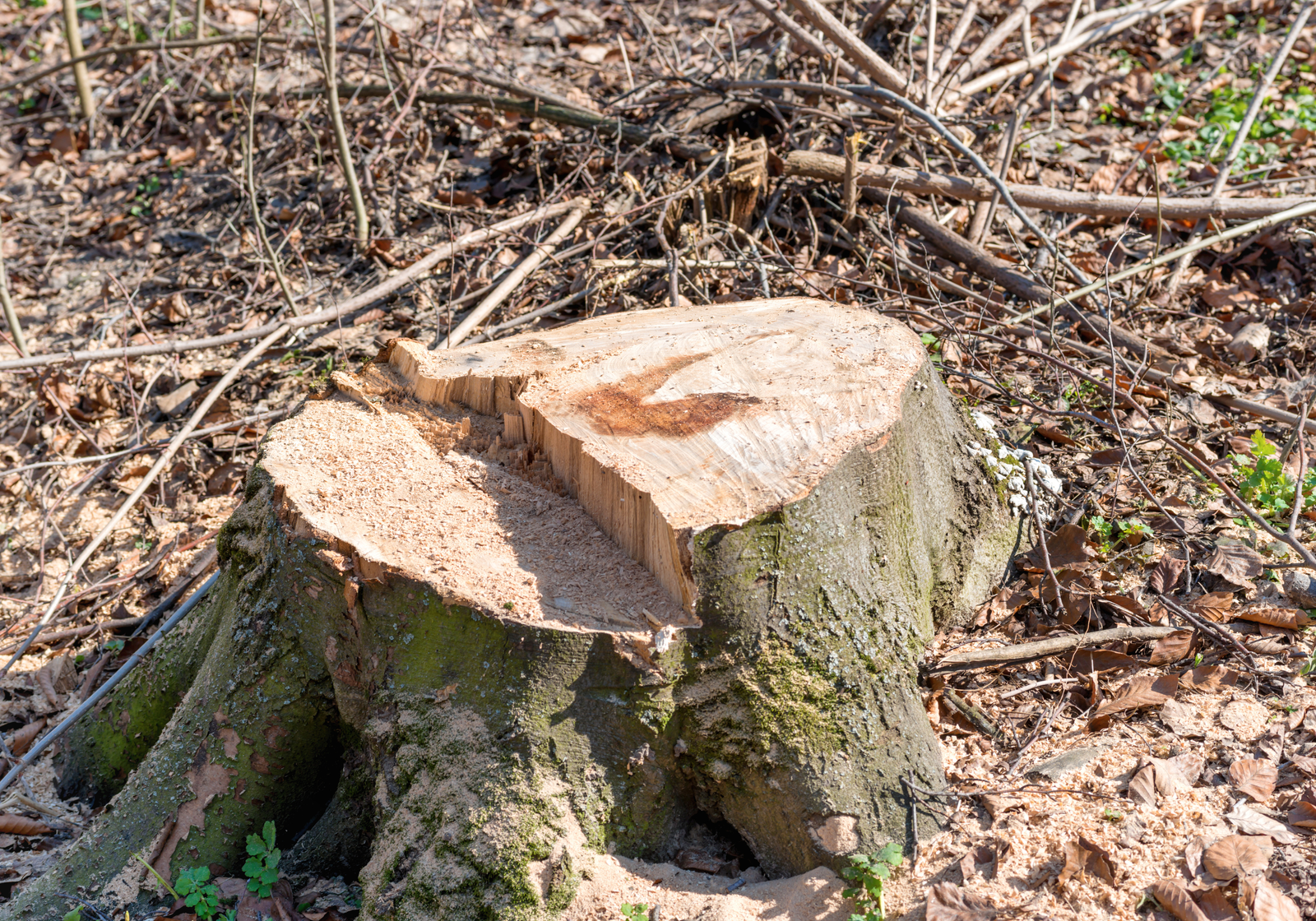 Stump Removal