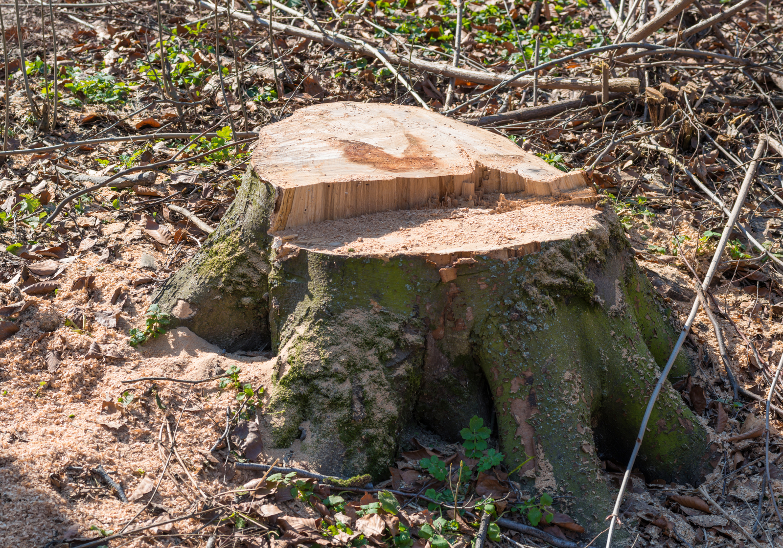 Stump Removal