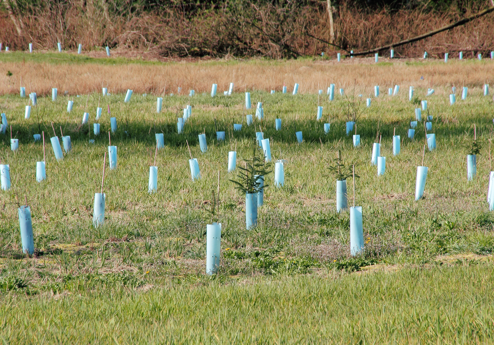 Tree Planting