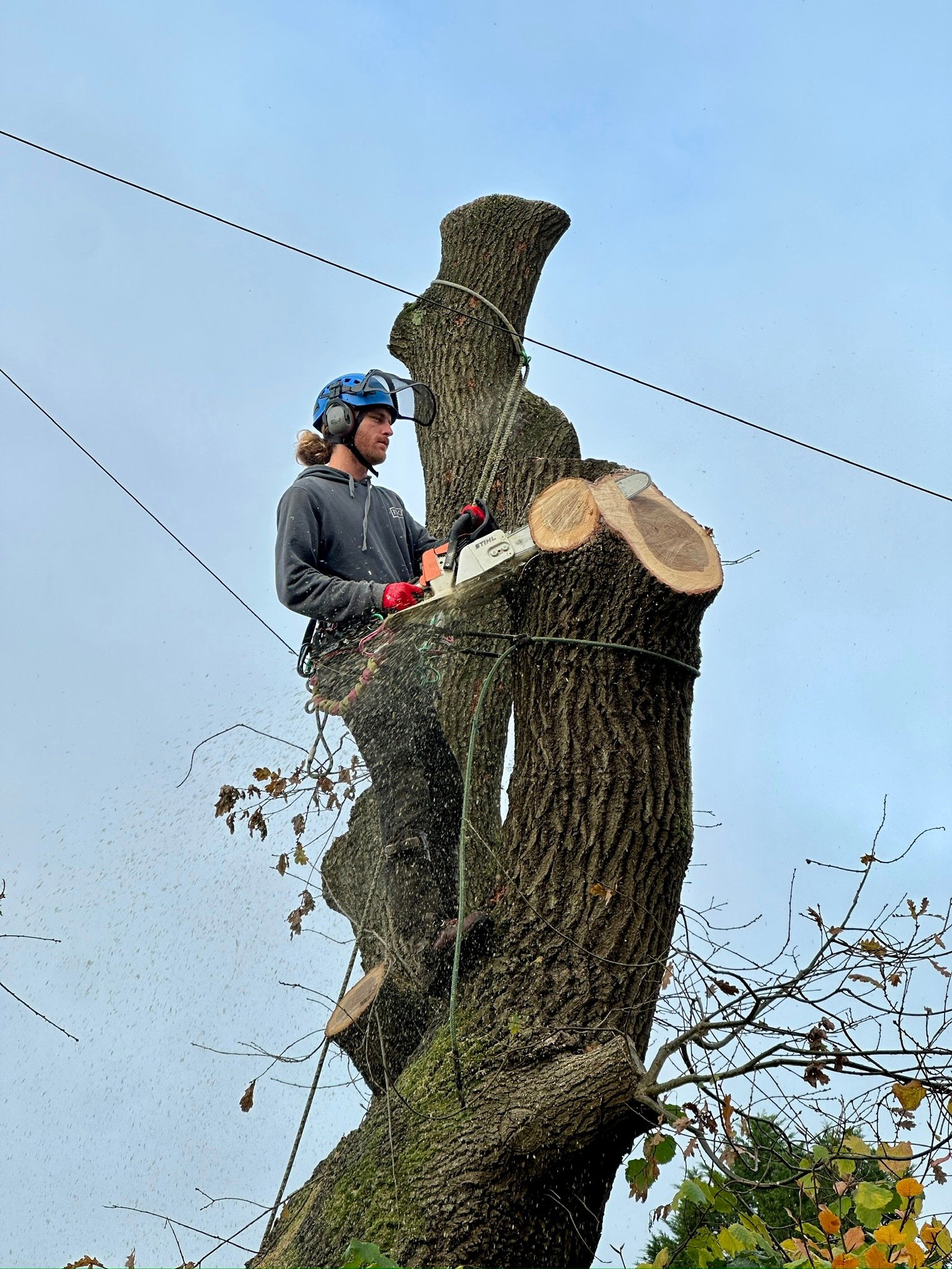 Tree Removal