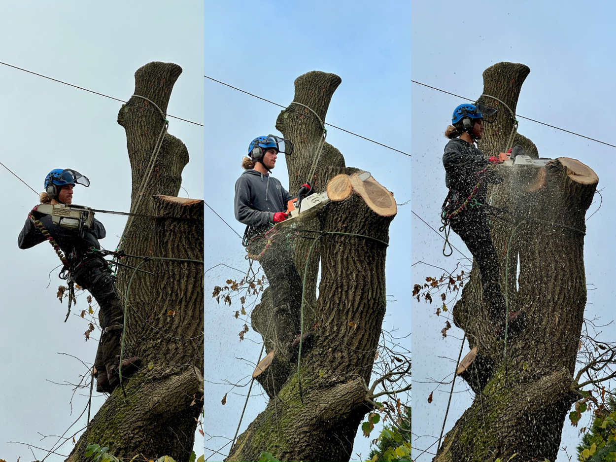 Tree Cutting Image