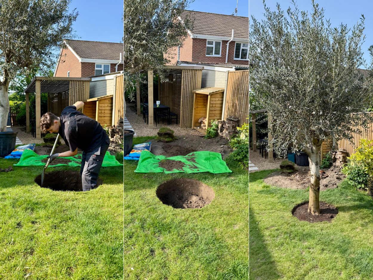 Tree Planting Process Image